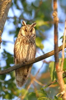 Long-eared owl (Asio otus), sitting on a branch in an aspen (Populus tremula), Burgenland, Austria