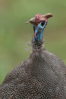 Helmeted Guineafowl (Numida meleagris), Mpumalanga, South Africa