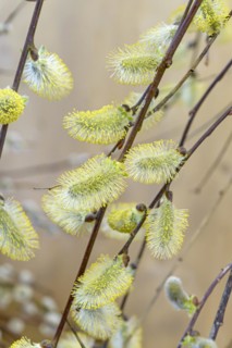 Hanging pussy willow (Salix caprea 'Kilmarnock'), Anchers Havecenter, San Nazarro, Ticino,