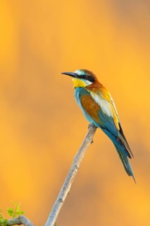 Bee-eater, (Merops apiaster), individual, perch, Bad D¸rkheim district, Rhineland-Palatinate,