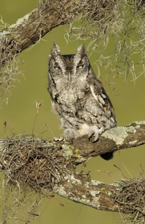 Eastern Screech Owl (Megascops asio), Texas, USA