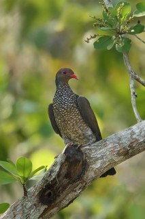 Scaled Pigeon (Patagioenas speciosa) perched on a branch in Guatemala in Central America