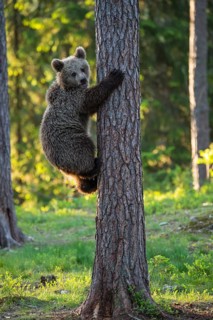 Eurasian Brown Bear (Ursus arctos) climbing tree in forest, Finland