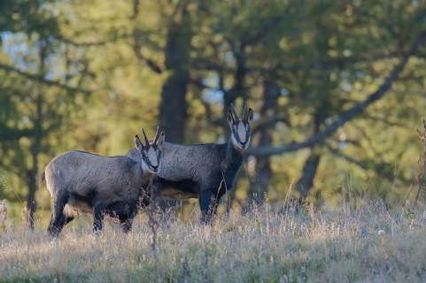 Gaemse (Rupicapra rupicapra) chamois