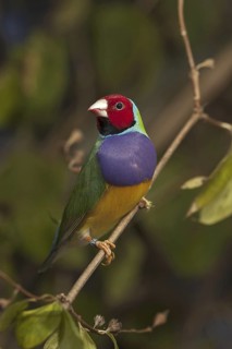 Gouldian Finch (Erythrura gouldiae)
