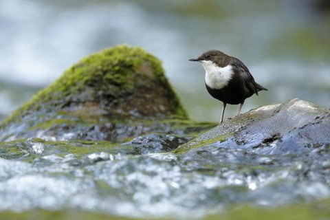 White-throated Dipper (Cinclus cinclus), Cantabria, Spain