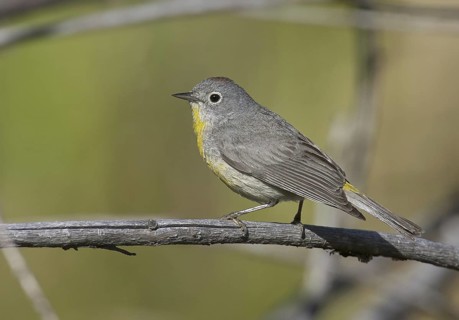 Virginia's Warbler (Leiothlypis virginiae), New Mexico, USA