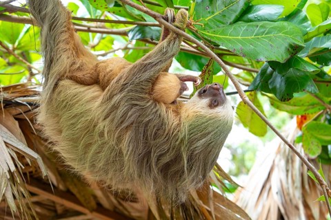 Daytime, two toed sloth (Choloepura hoffmanni) with baby on belly hanging in almond tree. Cahuita