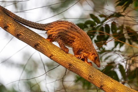 Pangolin climbing a tree, white-bellied pangolin (Phataginus tricuspis, Manis tricuspis), Western