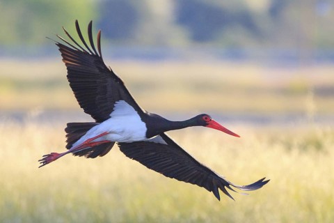 Black Stork (Ciconia nigra) flying, Greece