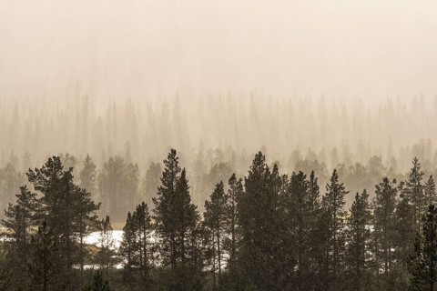 Rain shower over forest area, Gällivare, Norrbotten, Lapland, Sweden, August 2020