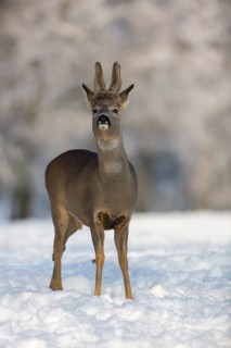 One male Roe Deer, (Capreolus capreolus), walking over a snowy meadow. Snow covered trees in the