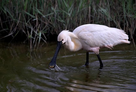 Spoonbill (Platalea leucorodia) looking for food in shallow water with drops of water in its open