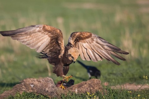 Marsh harrier (Circus aeruginosus), Extremadura, Castilla La Mancha, Spain