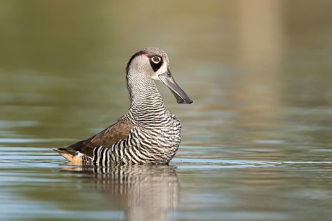 Pink-eared Duck (Malacorhynchus membranaceus), Victoria, Australia
