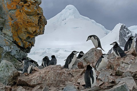 Animals, mammals, penguin, penguins, bridled penguin, Half Moon Island, Antarctica