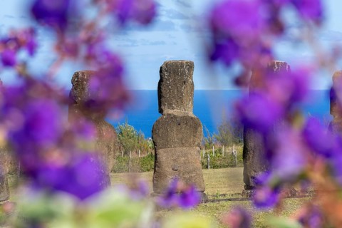 Moai stone statues from behind with a view of the Pacific Ocean, purple blossoms in the blurred