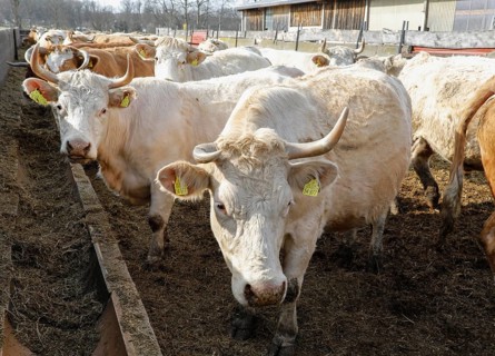 Cattle from the Jahnsfeld organic farm in Brandenburg. The suckler cows graze the surrounding