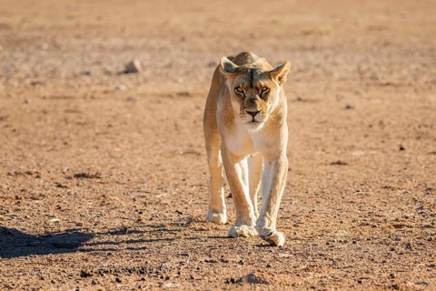 Lioness (Panthera leo) walking on dry ground, Kgalagadi Transfrontier National Park, Northern Cape,