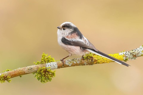 Long-tailed Tit (Aegithalos caudatus) sitting on a branch overgrown with lichen and moss, Wildlife,
