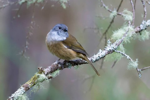 Olive Whistler (Pachycephala olivacea) perched on a lichen covered branch, Victoria, Australia