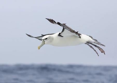 Shy Albatross (Thalassarche cauta) flying, Victoria, Australia