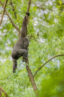 A common woolly monkey, brown woolly monkey, or Humboldt's woolly monkey (Lagothrix lagothricha)