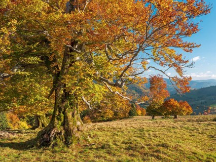 Typical Black Forest landscape with old solitary beech trees in a meadow in autumn under blue sky
