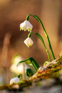 Close-up with blurred background of two blooming spring knotweed flowers (Leucojum vernum), also