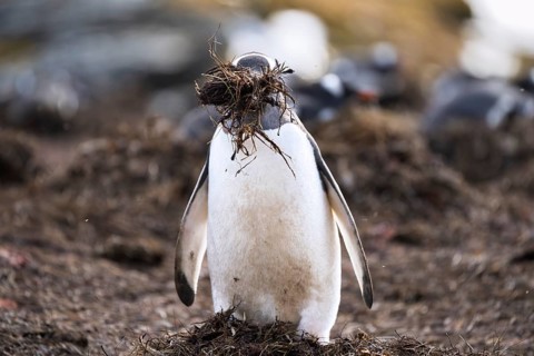 Gentoo penguin (Pygoscelis papua) carrying grass nesting material in its beak, colony in the