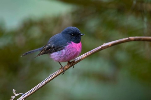 Pink Robin (Petroica rodinogaster) male perched on a branch, Victoria, Australia