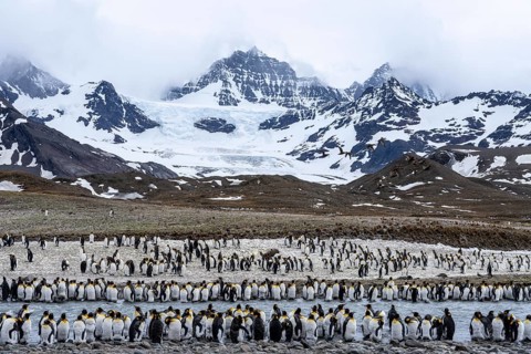 King penguins (Aptenodytes patagonicus), large colony on river banks in front of snow-covered