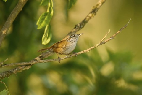 Sinaloa Wren Pheugopedius sinaloa El Tuito, Jalisco, Mexico 10 June Adult Troglodytidae Formerly