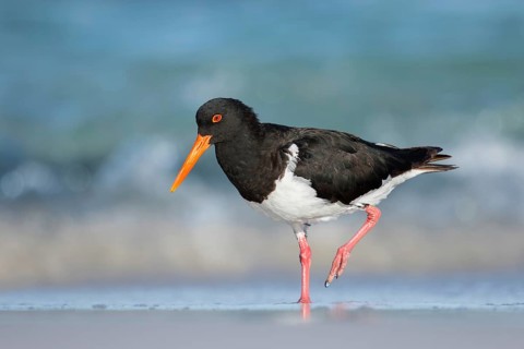 Pied Oystercatcher (Haematopus longirostris) foraging at shoreline, Tasmania, Australia