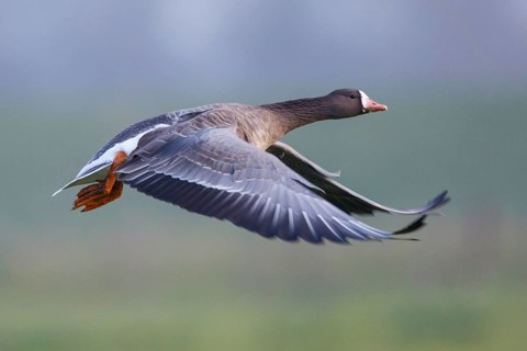 Greater White-fronted Goose (Anser albifrons) flying, North Rhine-Westphalia, Germany