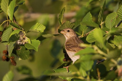 Common Rosefinch - Karmingimpel - Carpodacus erythrinus ssp. erythrinus, Germany, 1st S, male