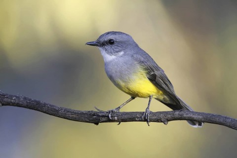 Western Yellow Robin (Eopsaltria griseogularis), South Australia, Australia