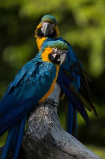 Two blue-and-yellow macaw (Ara ararauna) sitting on a branch with green vegetation in the