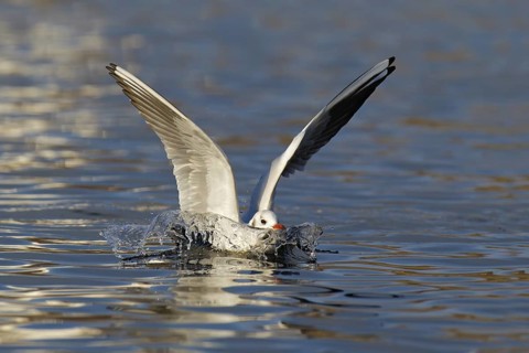 Black-headed Gull (Chroicocephalus ridibundus) flying, Berlin, Germany