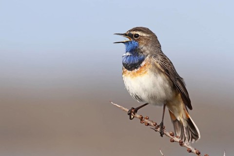 Bluethroat (Luscinia svecica cyanecula) male singing, Texel, Netherlands