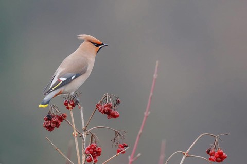 Bohemian Waxwing (Bombycilla garrulus), North Rhine-Westphalia, Germany