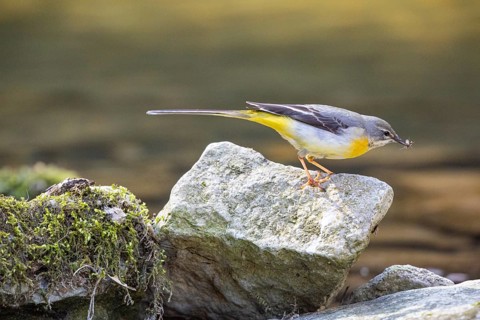 Grey wagtail (Motacilla cinerea) Germany