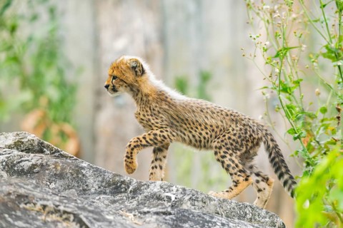 Cheetah (Acinonyx jubatus) youngster walking on a rock, captive, occurrence Africa