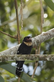 Dusky Broadbill (Corydon sumatranus), Fraser's Hill, Malaysia