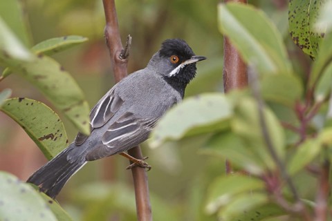 Rüppell's Warbler (Sylvia ruppeli) male, Silifke, Turkey