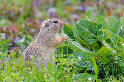 An adult ground squirrel (Spermophilus citellus) eats leaves and flowers on a cloudy day in a green
