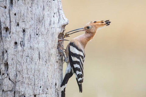 Hoopoe (Upupa epops) Hungary