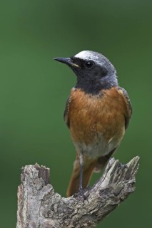 Common Redstart (Phoenicurus phoenicurus) male, Baden-Wuerttemberg, Germany