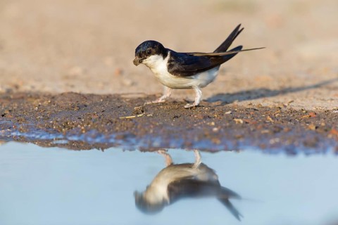 Mehlschwalbe, House Martin, Common House-Martin, Common House Martin, Northern House-Martin,