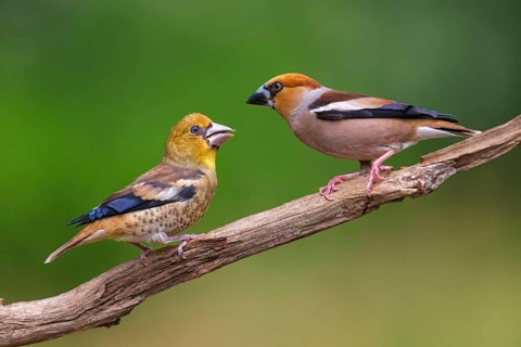 A hawfinch (Coccothraustes coccothraustes), Tiszaalp-r, Kiskuns-gi National Park, B-cs-Kiskun,
